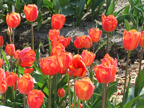 Tulipa cv. Charade