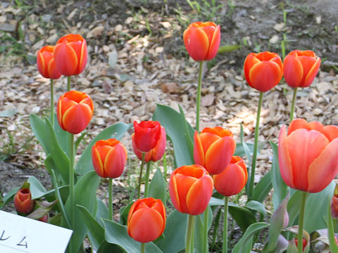 Tulipa cv. Adrem