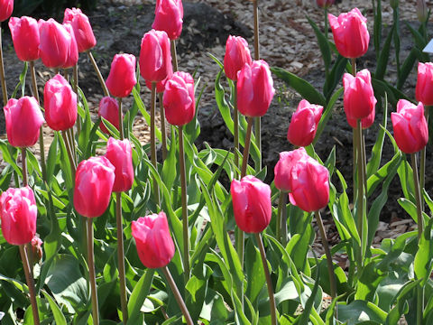 Tulipa cv. Jumbo Pink