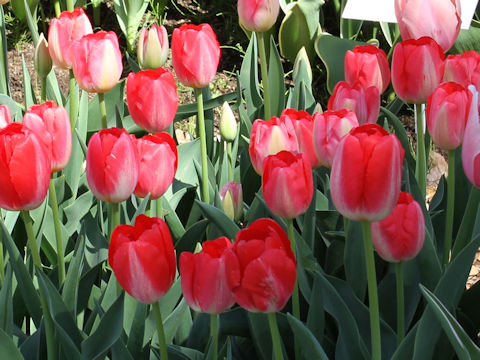 Tulipa cv. Judith Leyster