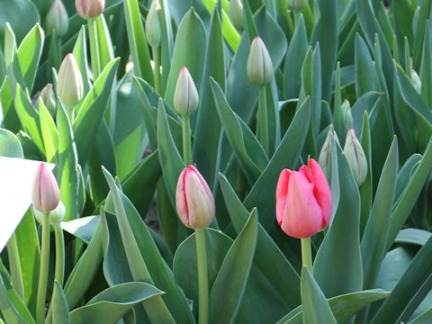 Tulipa cv. Judith Ruby