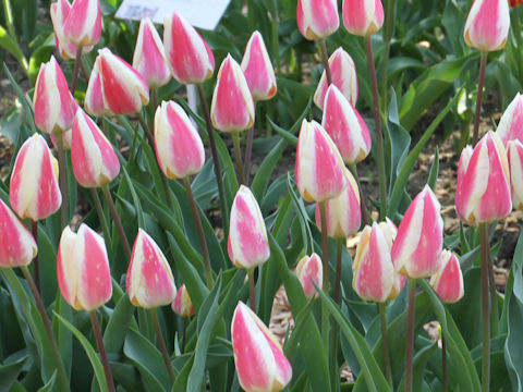 Tulipa cv. Silk Surprise