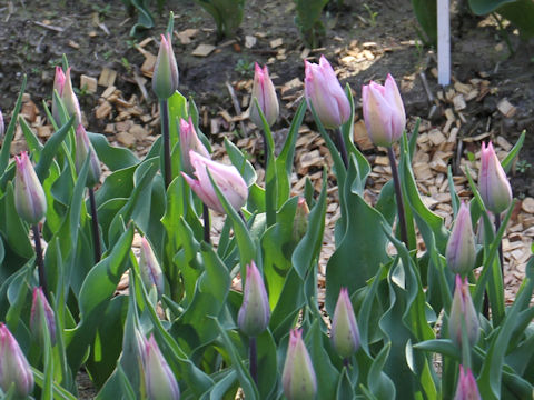 Tulipa cv. Silver Cloud
