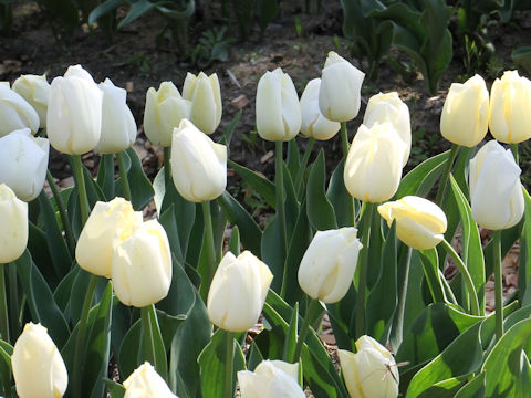 Tulipa cv. Silver Dollar