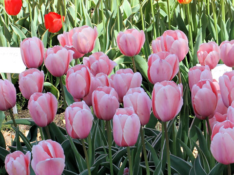 Tulipa cv. Sweet Impression
