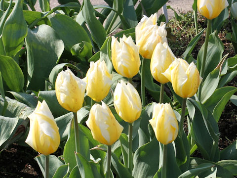 Tulipa cv. Sweet Heart