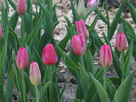 Tulipa cv. Sweet Rosy