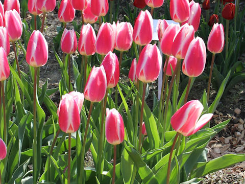 Tulipa cv. Early Glory