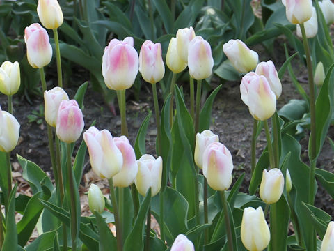 Tulipa cv. Sweety