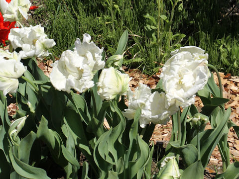 Tulipa cv. Super Parrot