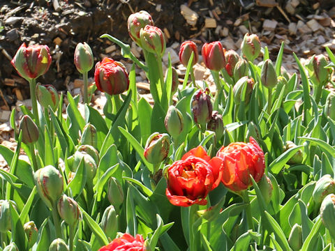 Tulipa cv. Statement