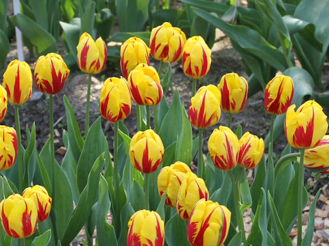 Tulipa cv. Striped Bellona