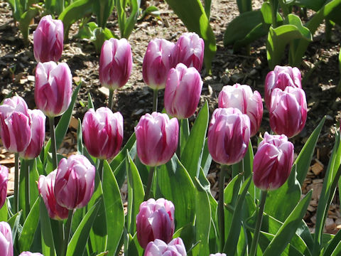 Tulipa cv. Striped Flag