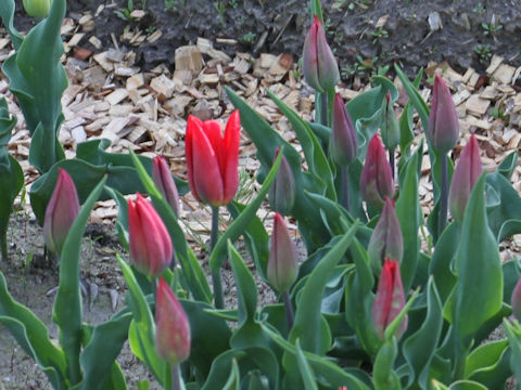 Tulipa cv. Strong Fire