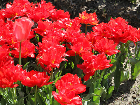 Tulipa cv. Abba