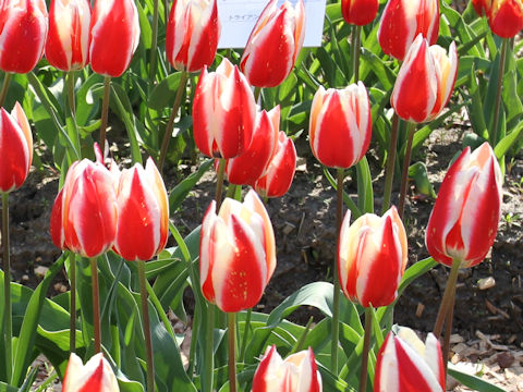 Tulipa cv. Spring Surprise