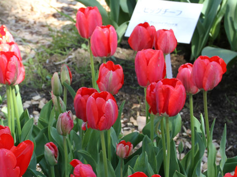 Tulipa cv. Spring Song