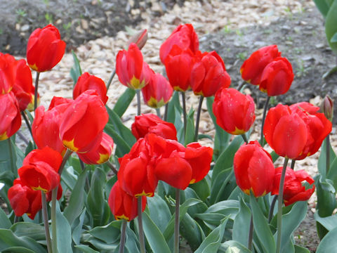 Tulipa cv. Sevilla