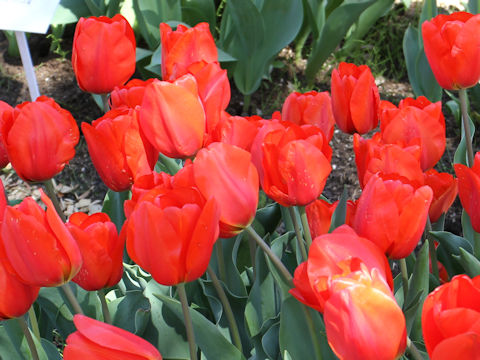 Tulipa cv. Darwi Orange