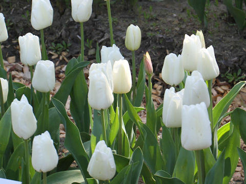 Tulipa cv. Darwi Snow