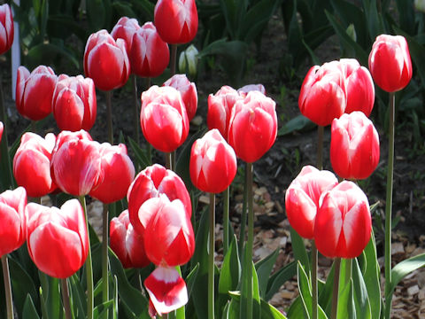 Tulipa cv. Timeless