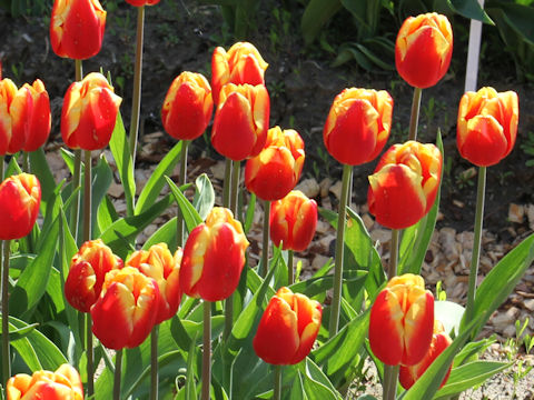 Tulipa cv. Daw Jones