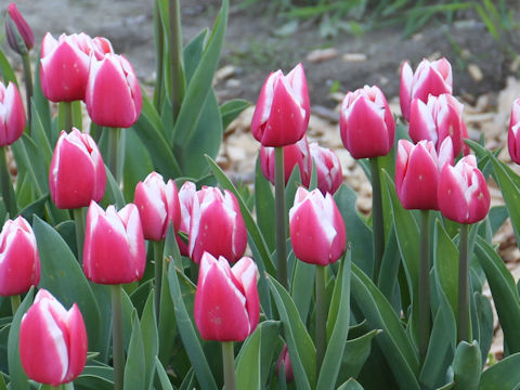 Tulipa cv. Dutch Design