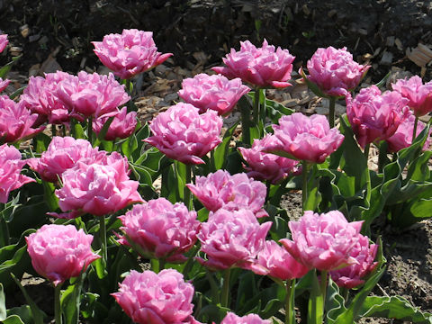 Tulipa cv. Double Price