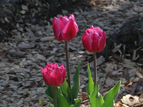 Tulipa cv. Double Princess
