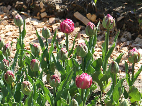 Tulipa cv. Double You