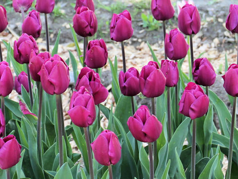 Tulipa cv. Dea