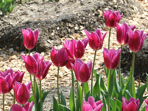 Tulipa cv. Destination