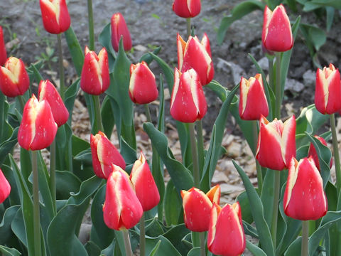 Tulipa cv. Delta Queen