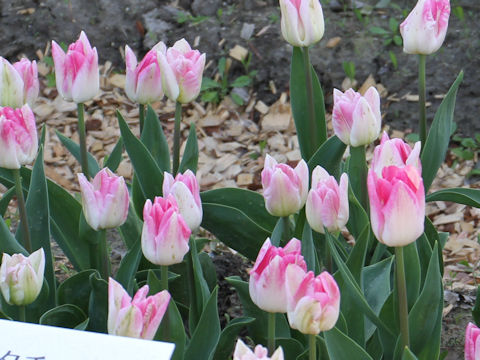 Tulipa cv. Delta Chic