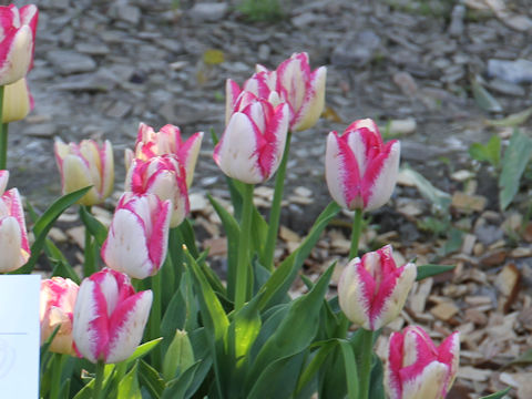 Tulipa cv. Del Piero