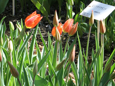 Tulipa cv. Temple of Beauty