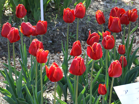 Tulipa cv. Abra