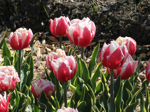 Tulipa cv. Top Lips