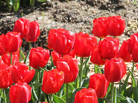 Tulipa cv. Toyama Red