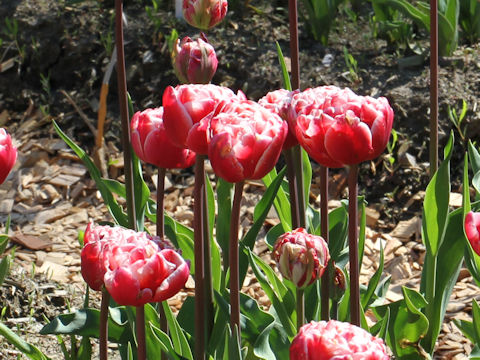 Tulipa cv. Drumline