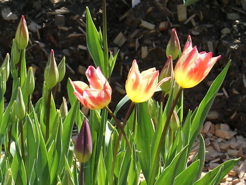 Tulipa cv. Tricolette