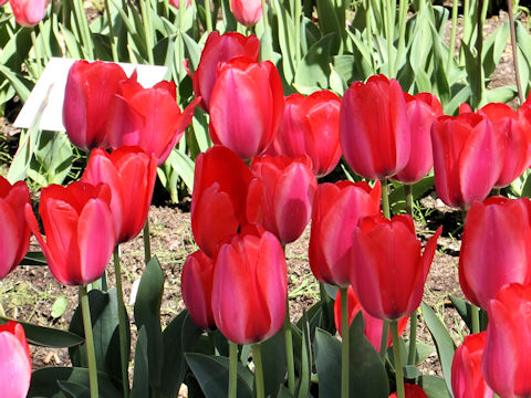 Tulipa cv. Trick