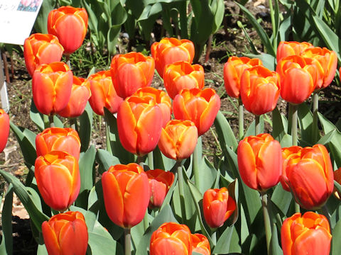 Tulipa cv. Triple A