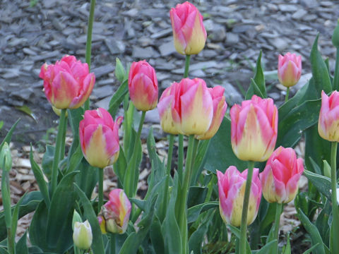 Tulipa cv. Tompouce