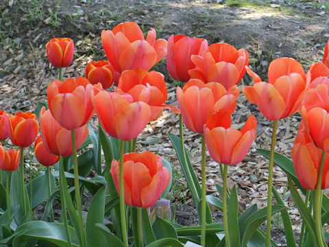 Tulipa cv. Apricot Impression