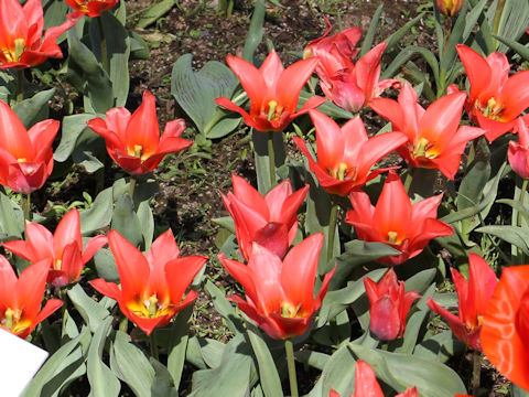 Tulipa cv. Toronto