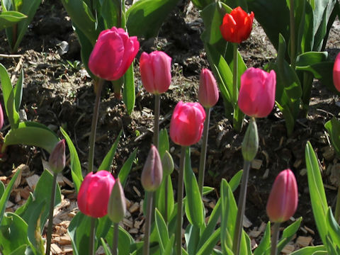 Tulipa cv. Don Quichotte