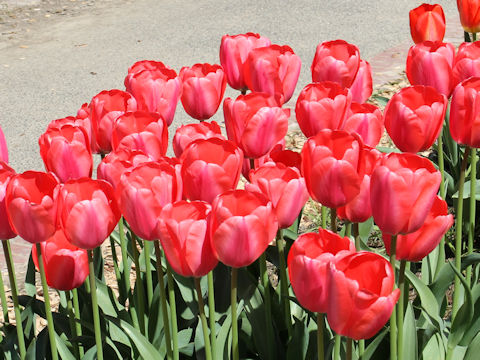 Tulipa cv. Niigata