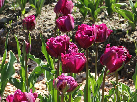 Tulipa cv. Negrita Double
