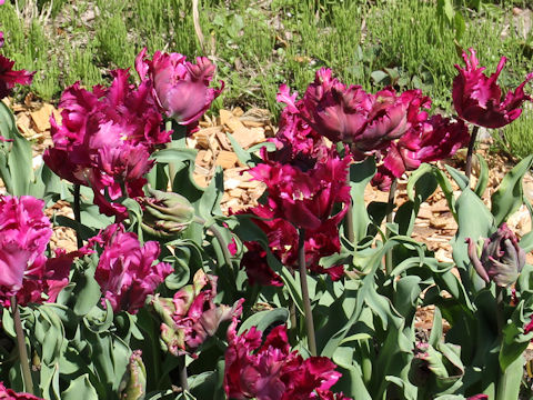 Tulipa cv. Negrita Parrot